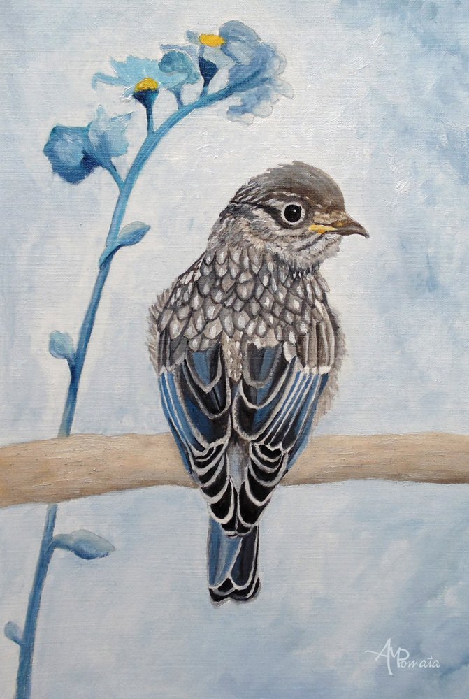 Un tendre oisillon de merle bleu - Angeles M. Pomata