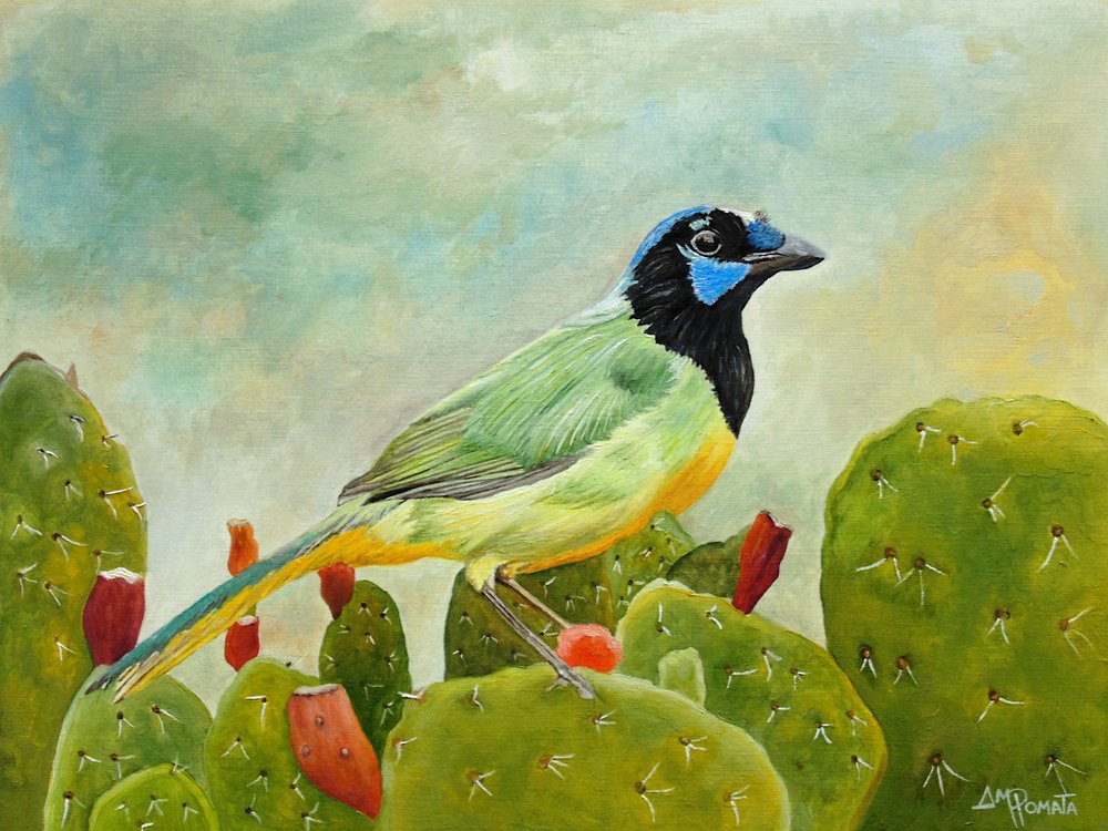 Geai vert sur un cactus - Angeles M. Pomata