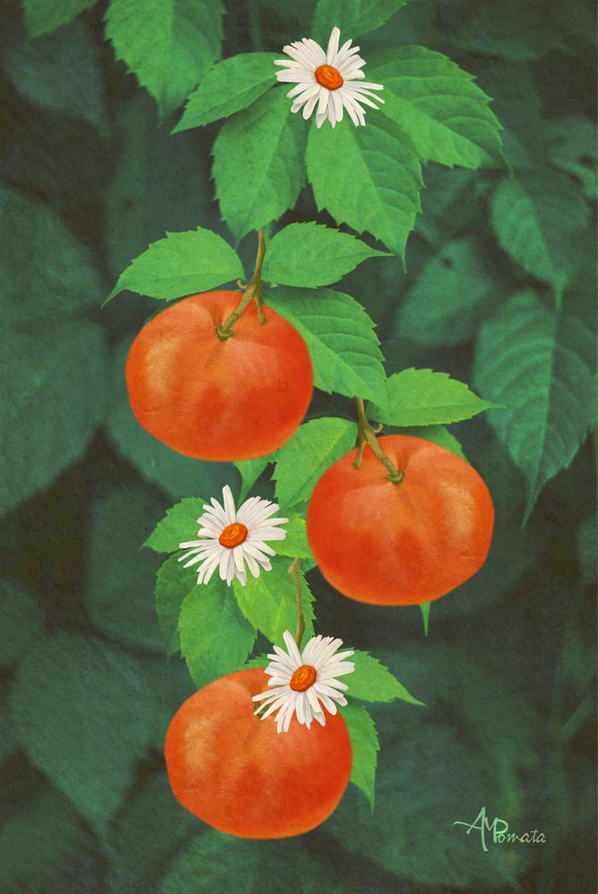Fruits orange et marguerites - Angeles M. Pomata