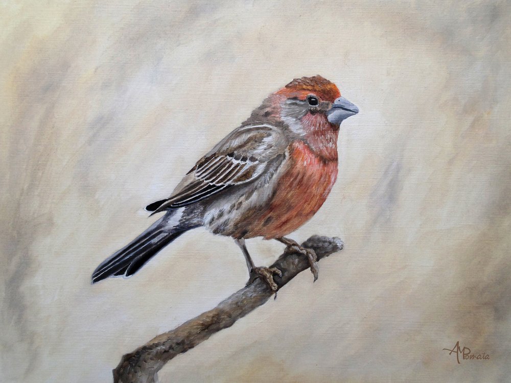 Un roselin familier perché - Angeles M. Pomata