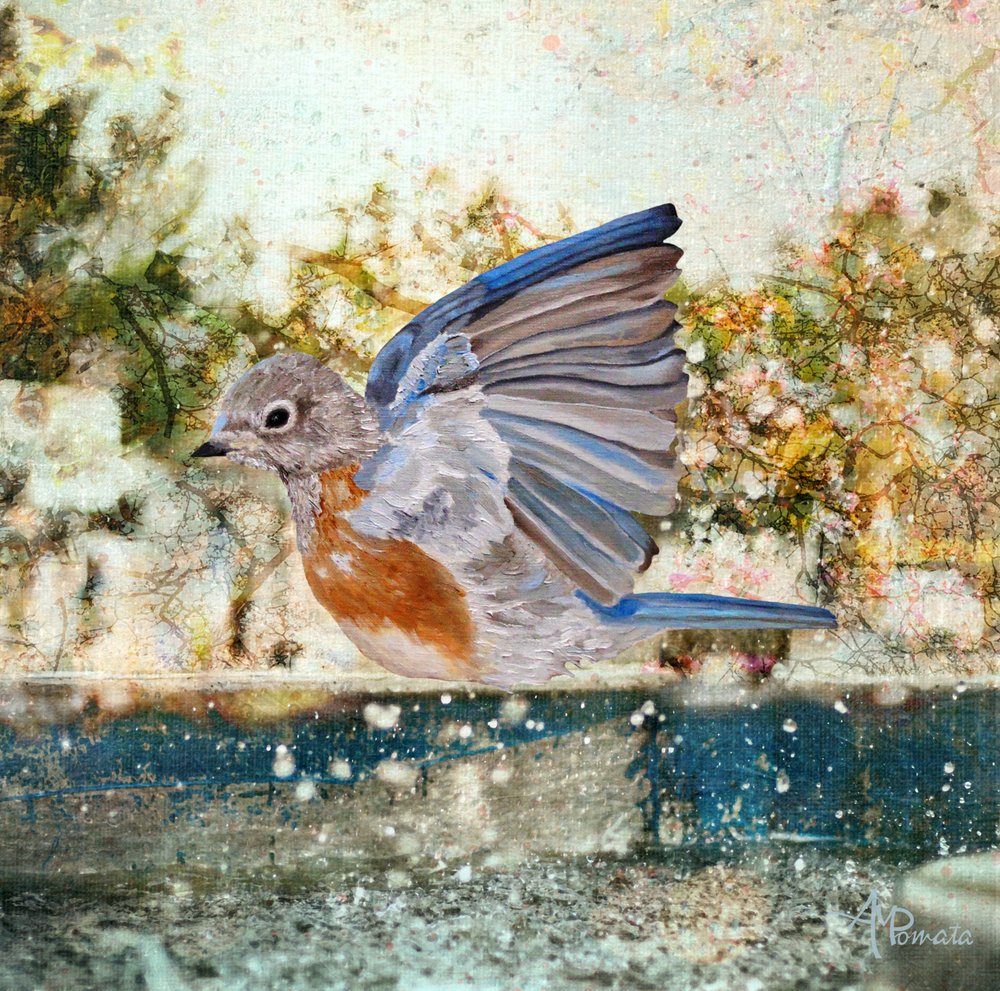 Bain rafraîchissant « Bluebird » - Angeles M. Pomata
