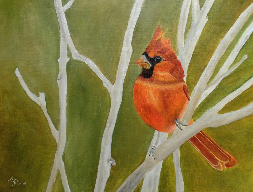 Un cardinal aux couleurs vives, perché - Angeles M. Pomata