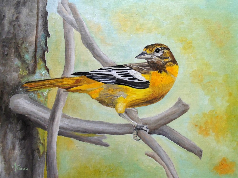 Un oriole aux couleurs vives, perché - Angeles M. Pomata