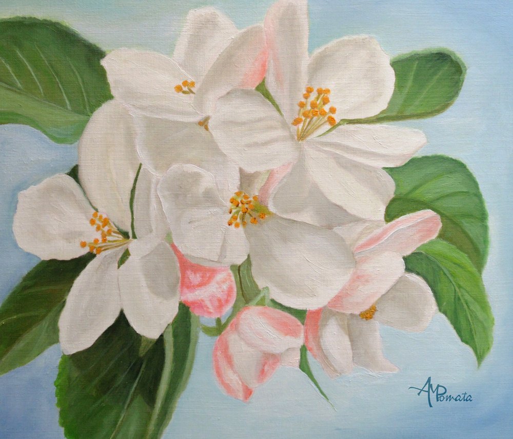 Fleurs de pommier blanches - Angeles M. Pomata