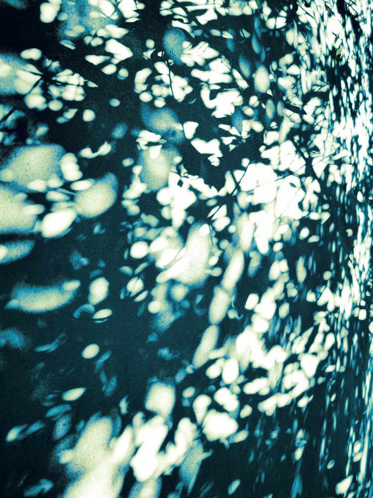 Ombres abstraites de feuilles - Angelo Cerantola