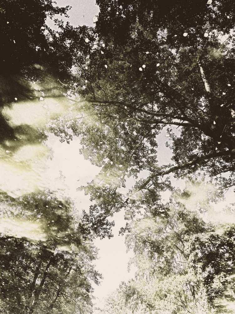 Lumière de la forêt enchantée - Angelo Cerantola