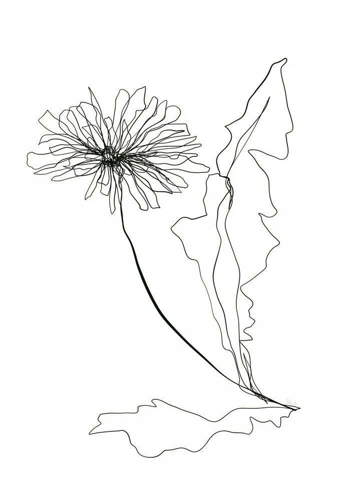 Dessin au trait « Pissenlit » - Ankie Kooi