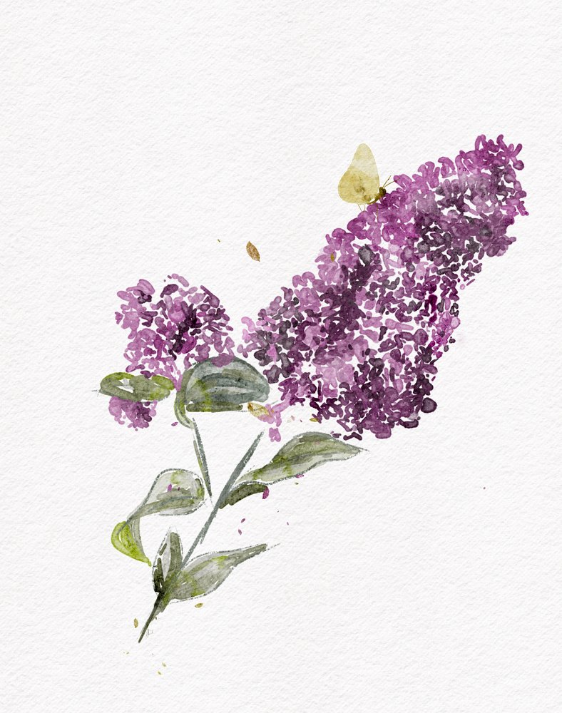 Papillon lilas violet - Ankie Kooi