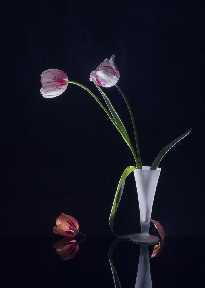 Nature morte aux tulipes élégantes - Anna Qu