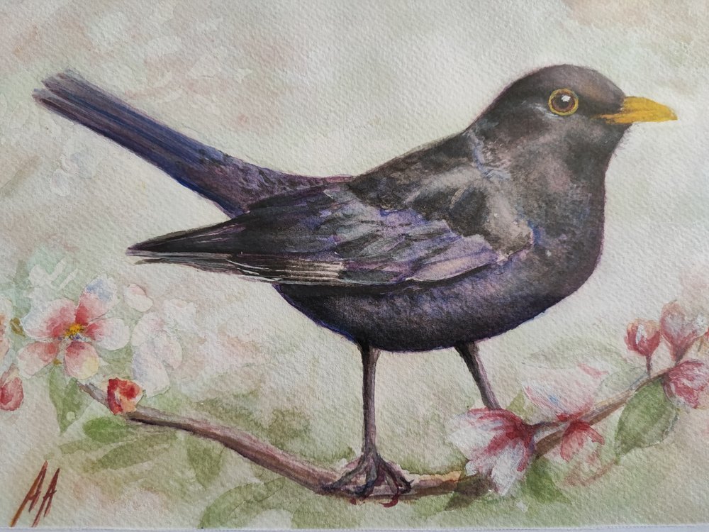 Merle et fleurs de cerisier - Annette Armitage