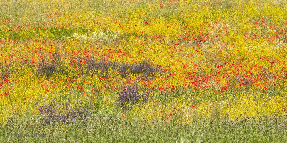 Champ de coquelicots aux couleurs éclatantes - Annie Keizer