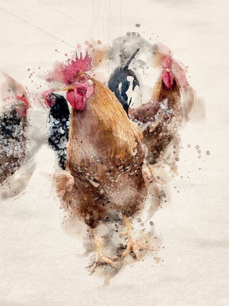 Coqs de la ferme, aquarelle - Arno Du Toit