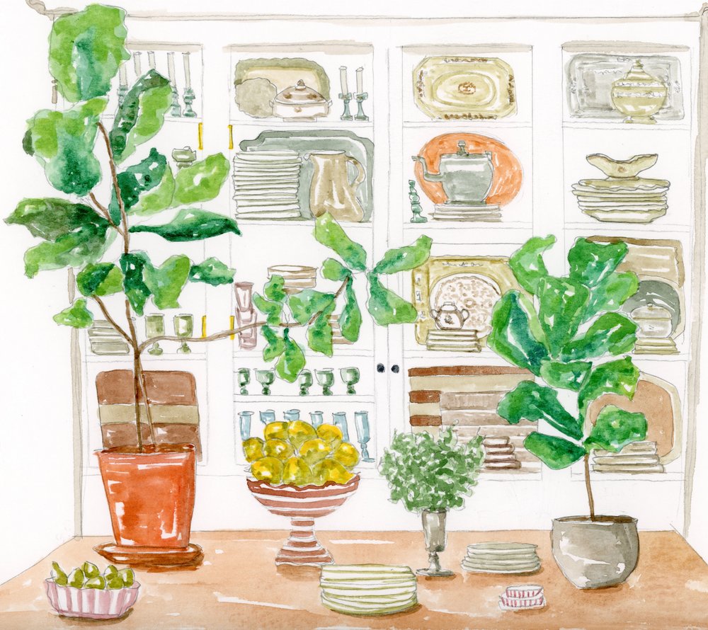 Plantes d