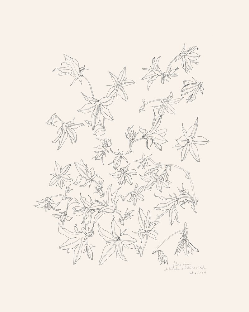 Étude botanique des fleurs - Catalina Somolinos