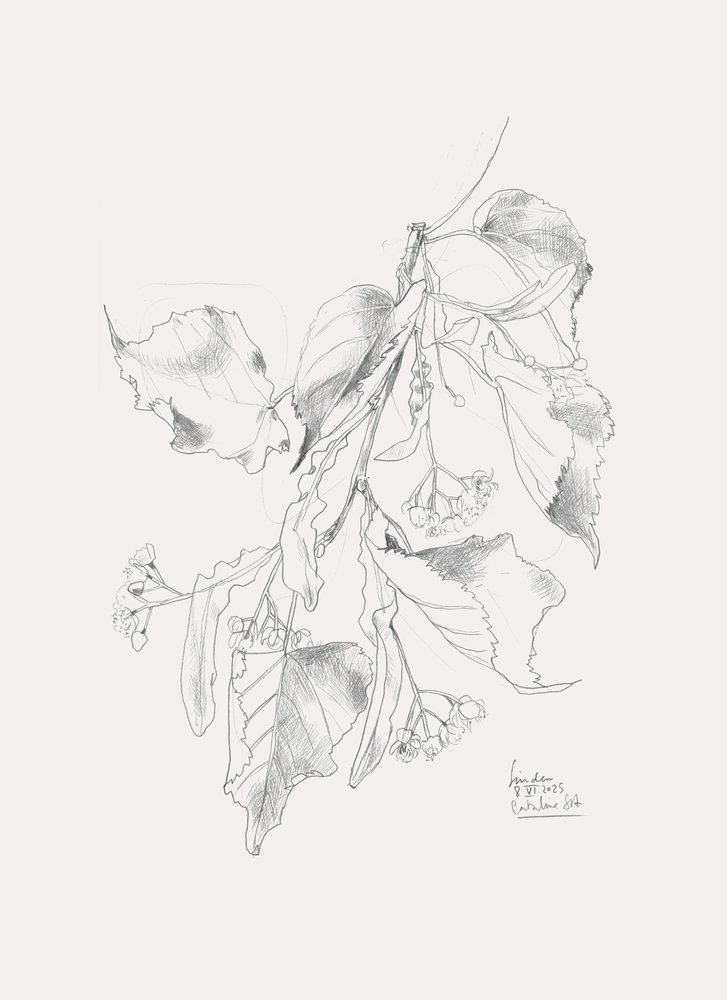 Esquisse délicate de tilleul - Catalina Somolinos