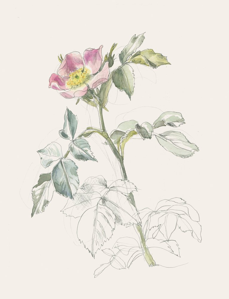 Rose sauvage délicate - Catalina Somolinos