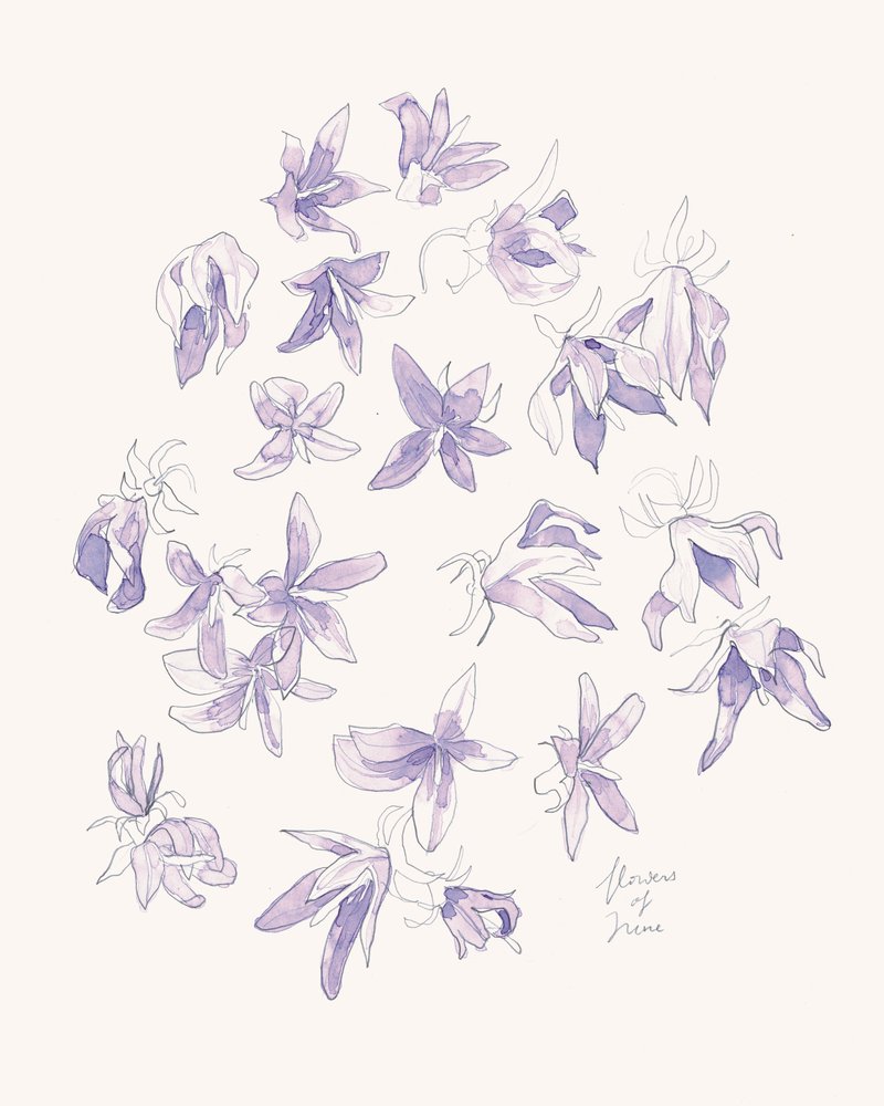 Fleurs violettes délicates - Catalina Somolinos