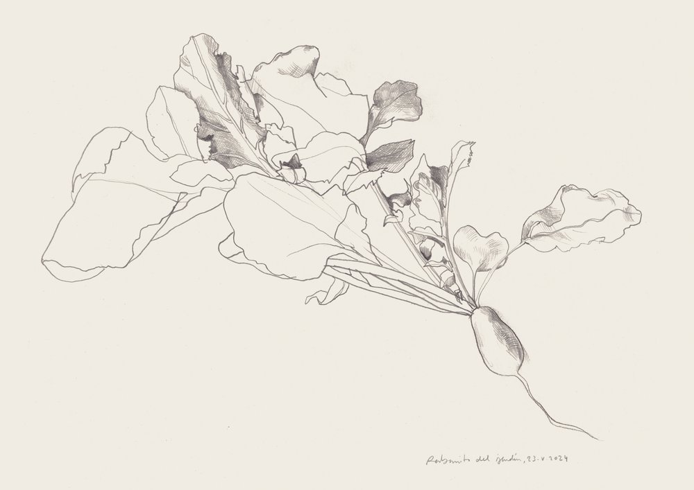 Dessin botanique du radis - Catalina Somolinos