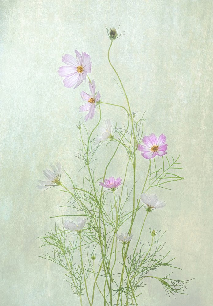 Fleurs délicates de cosmos - Catherine Wang