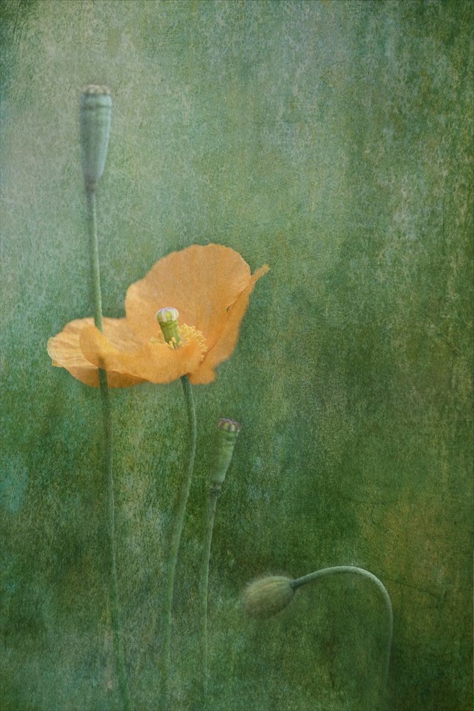 Coquelicots orange de rêve - Catherine Wang