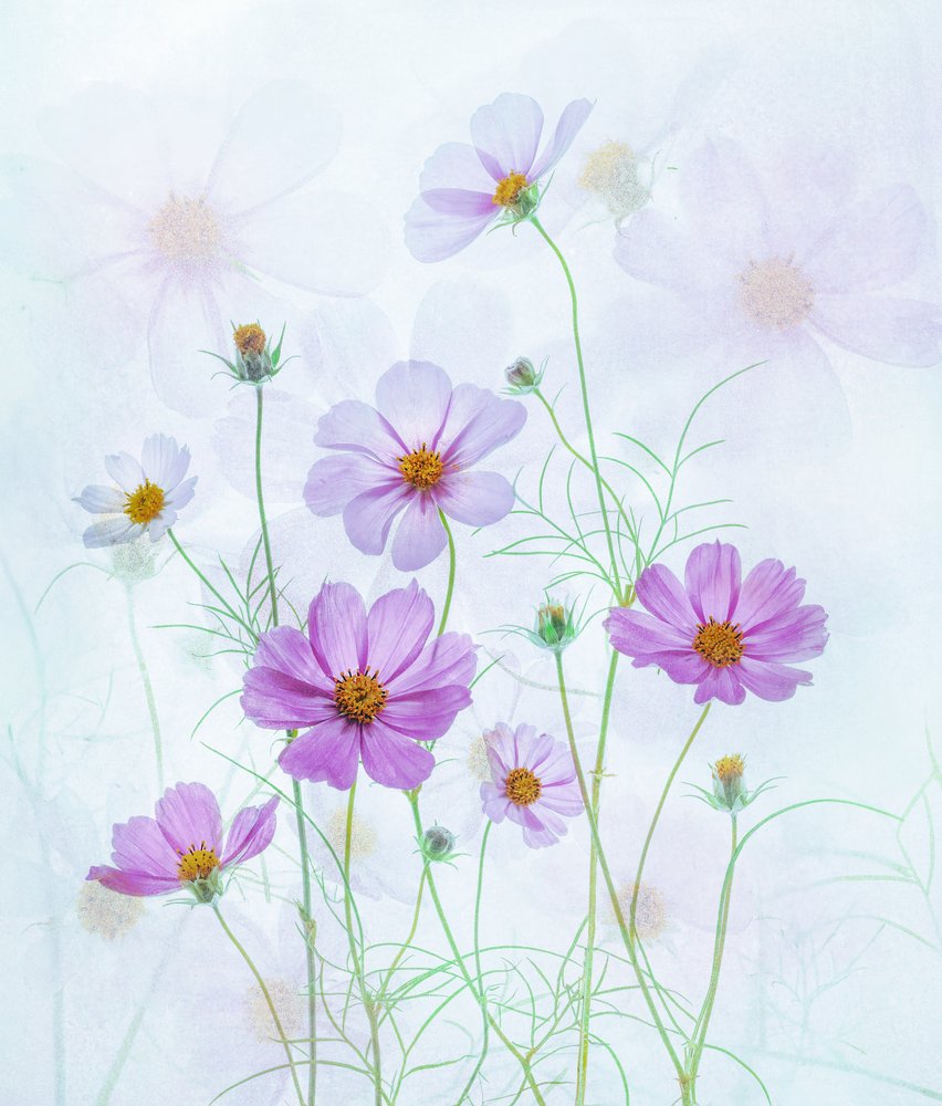 Cosmos rose de rêve - Catherine Wang