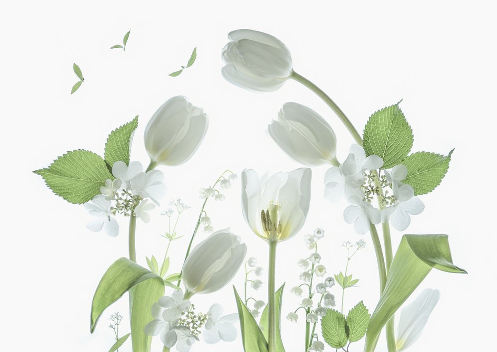 Tulipes blanches éthérées - Catherine Wang