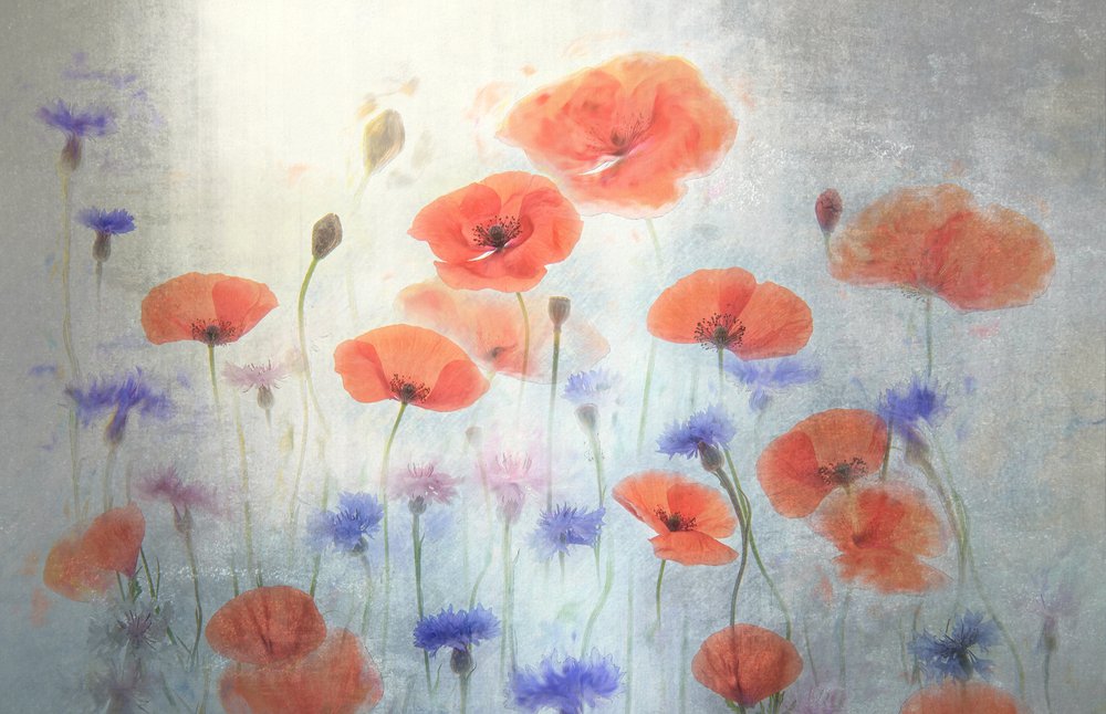 Prairie de pavots aux teintes douces - Catherine Wang