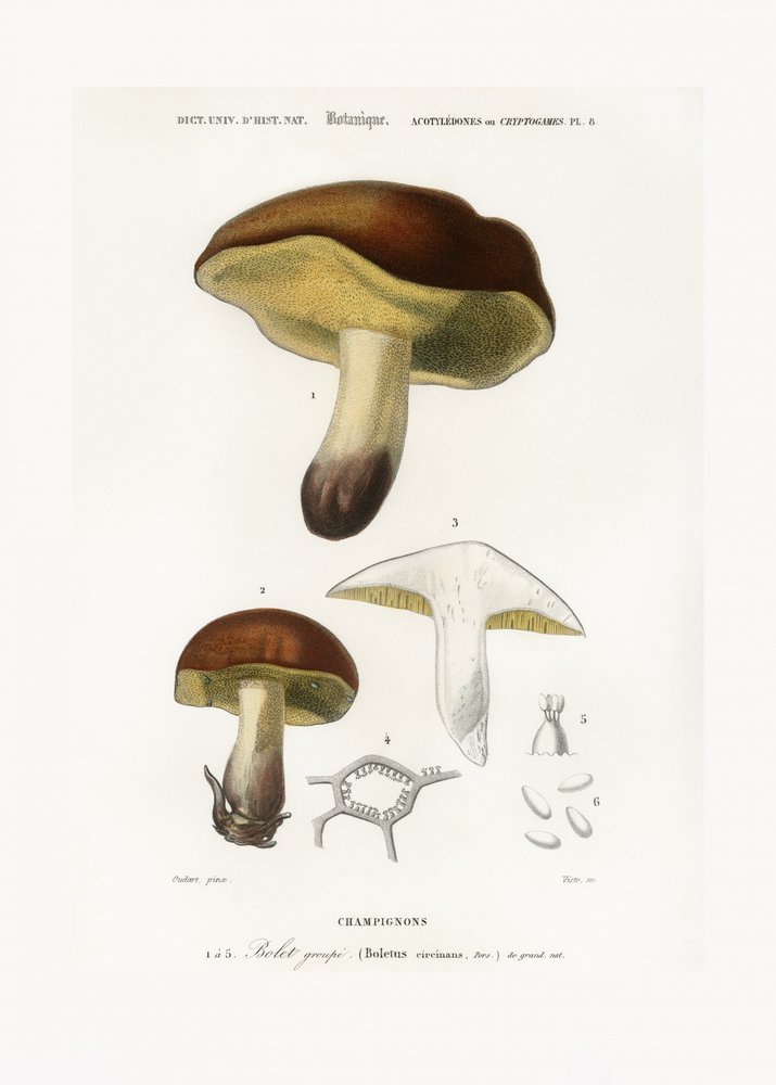Champignon (Boletus circinans) - Charles Dessalines D