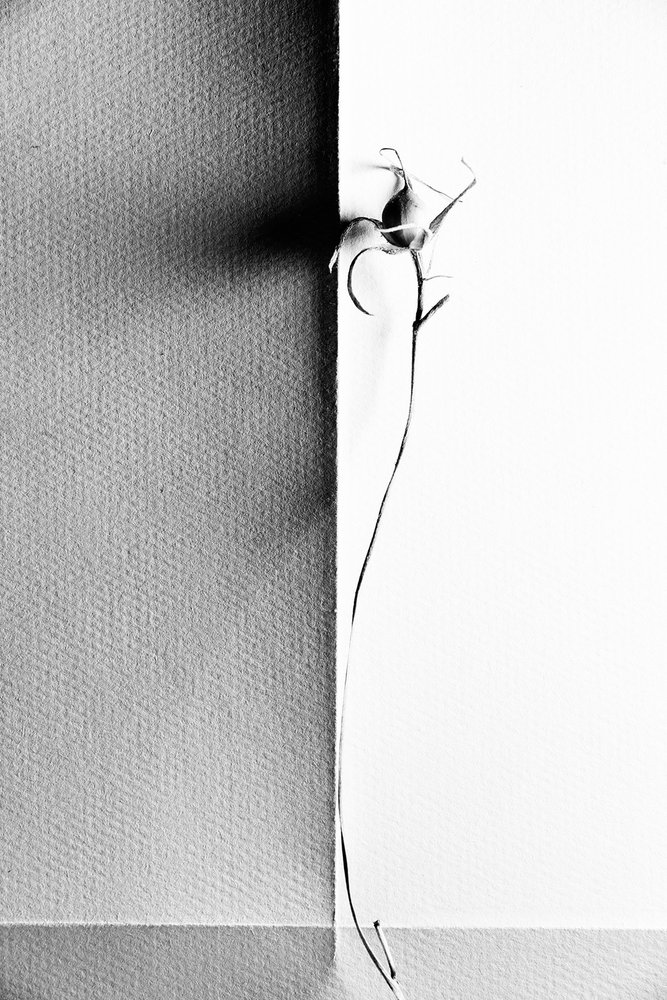 Ombre délicate d