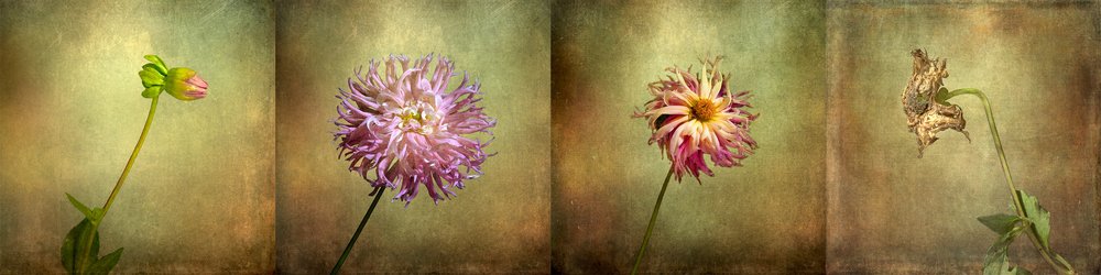 Cycle de vie du dahlia - Christian MARCEL