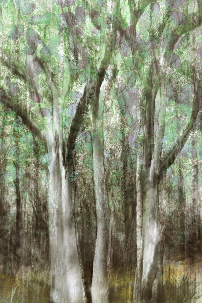 Résumé : Sérénité des bois - Christina Sillen