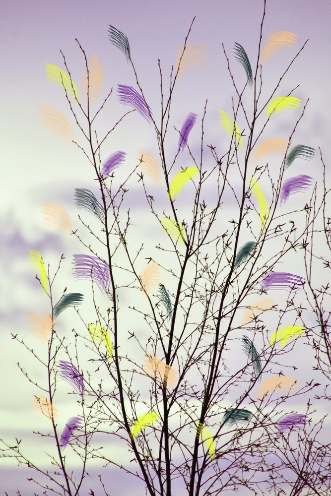 Branches printanières colorées - Christina Sillen