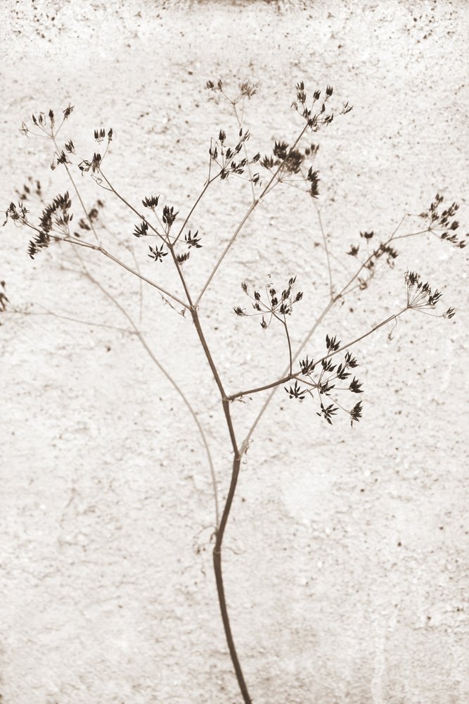 Plante séchée délicate - Christina Sillen