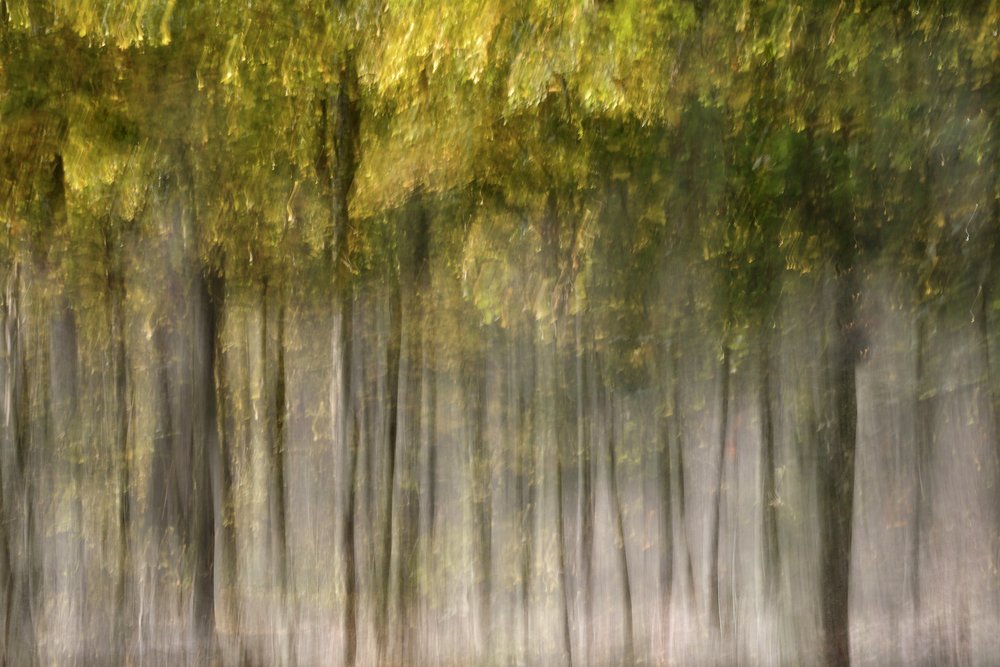 Une forêt d