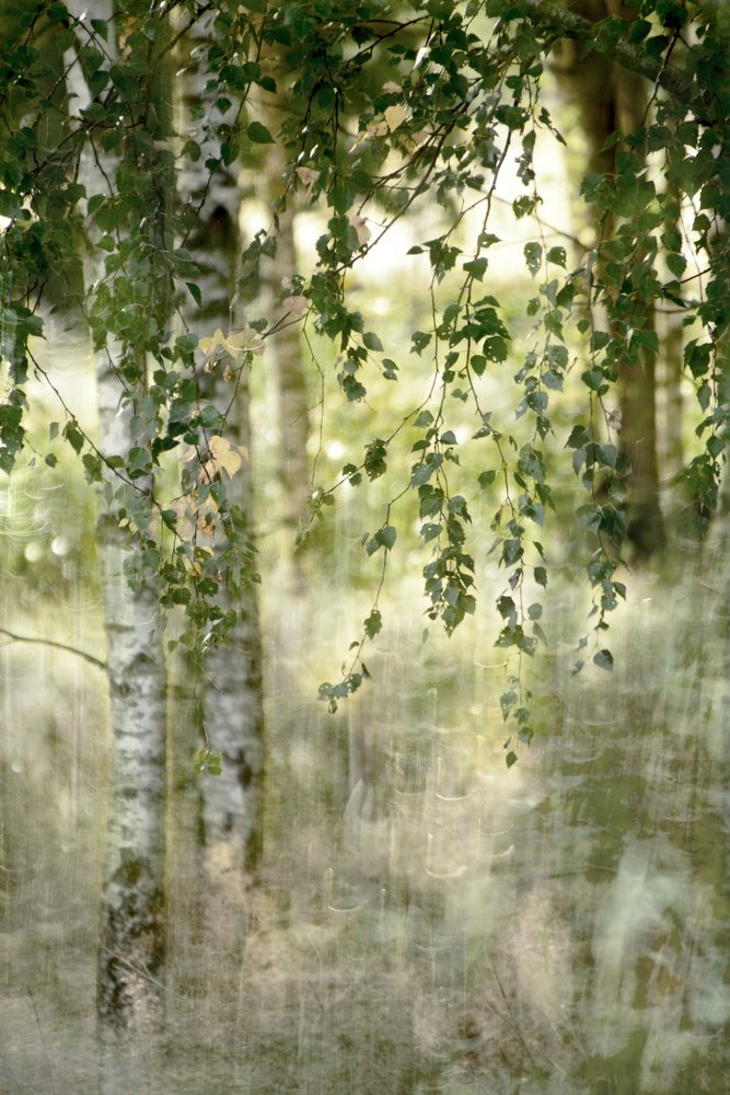 Une forêt de bouleaux de rêve - Christina Sillen