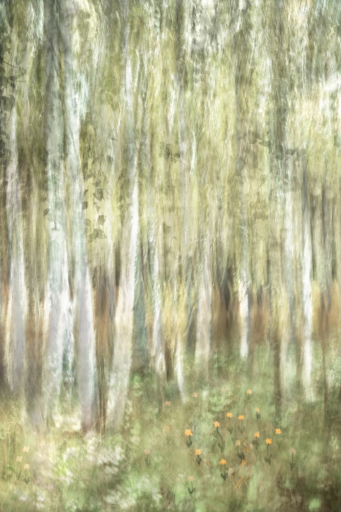 Une forêt de bouleaux de rêve - Christina Sillen