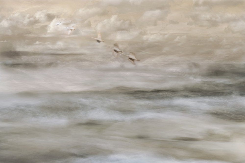 Oiseaux de rêve au-dessus de l