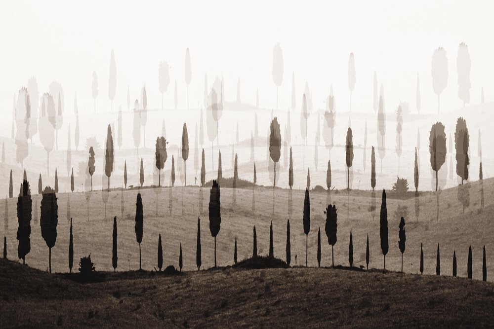 Les collines de Cypress, un véritable rêve - Christina Sillen