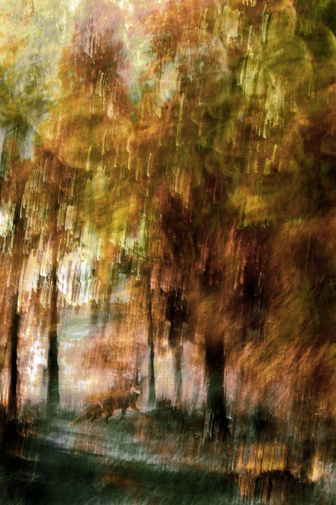 Renard de la forêt enchantée - Christina Sillen