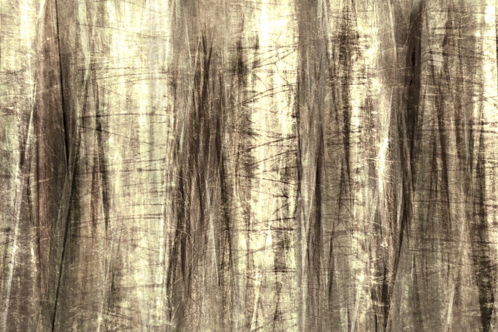 Les lignes de la forêt enchantée - Christina Sillen