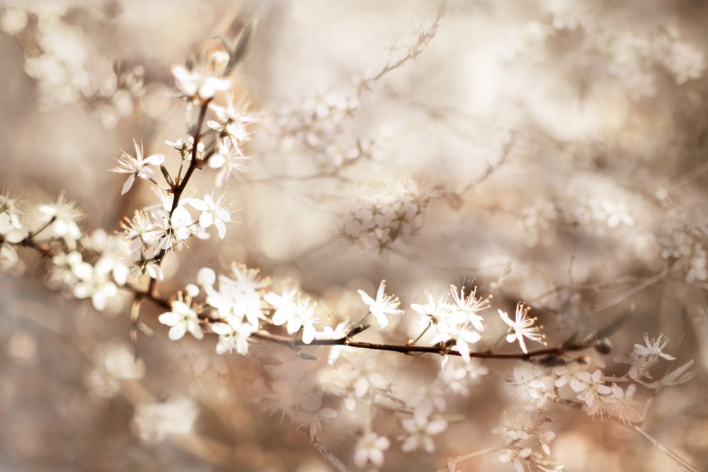 Fleurs blanches de rêve - Christina Sillen