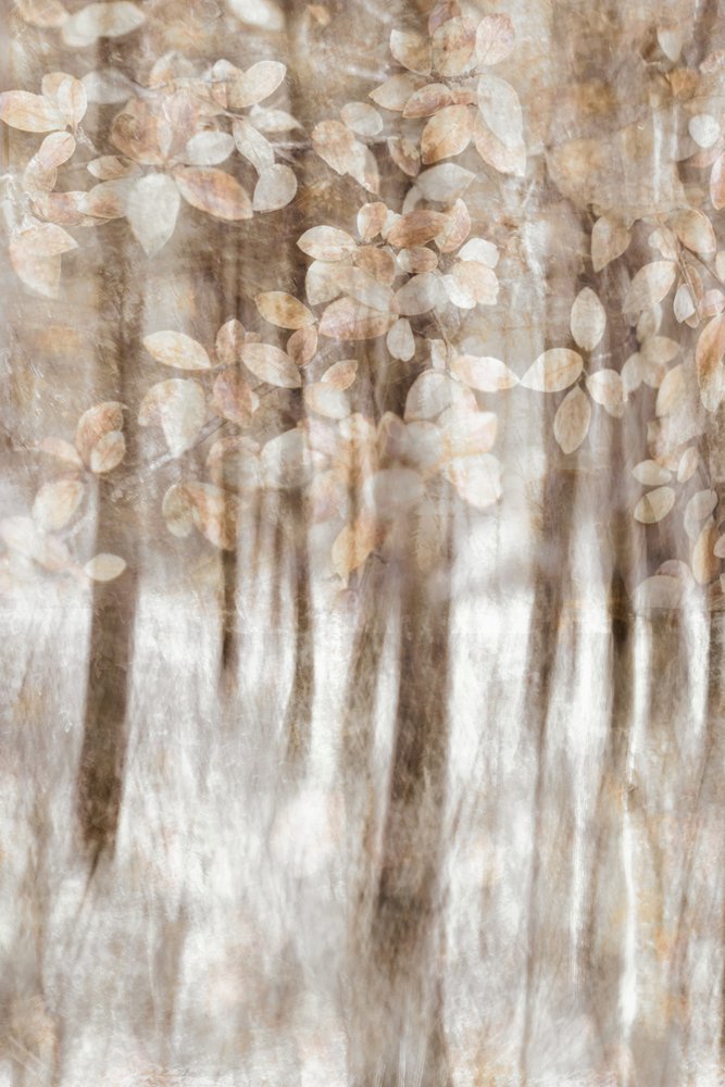 Feuilles de forêt féériques - Christina Sillen