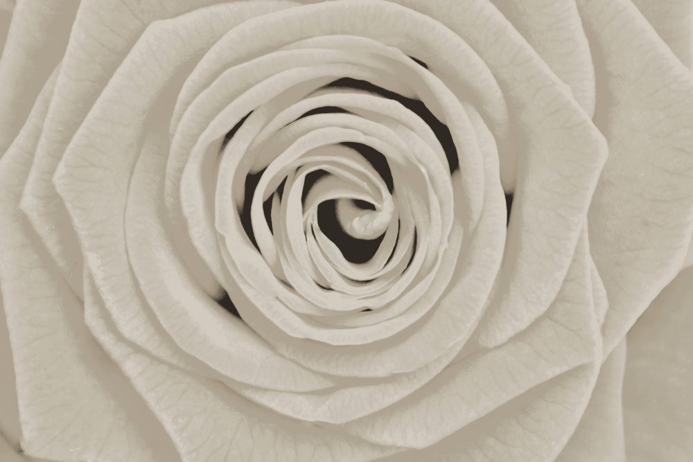 Élégante rose blanche - Christina Sillen
