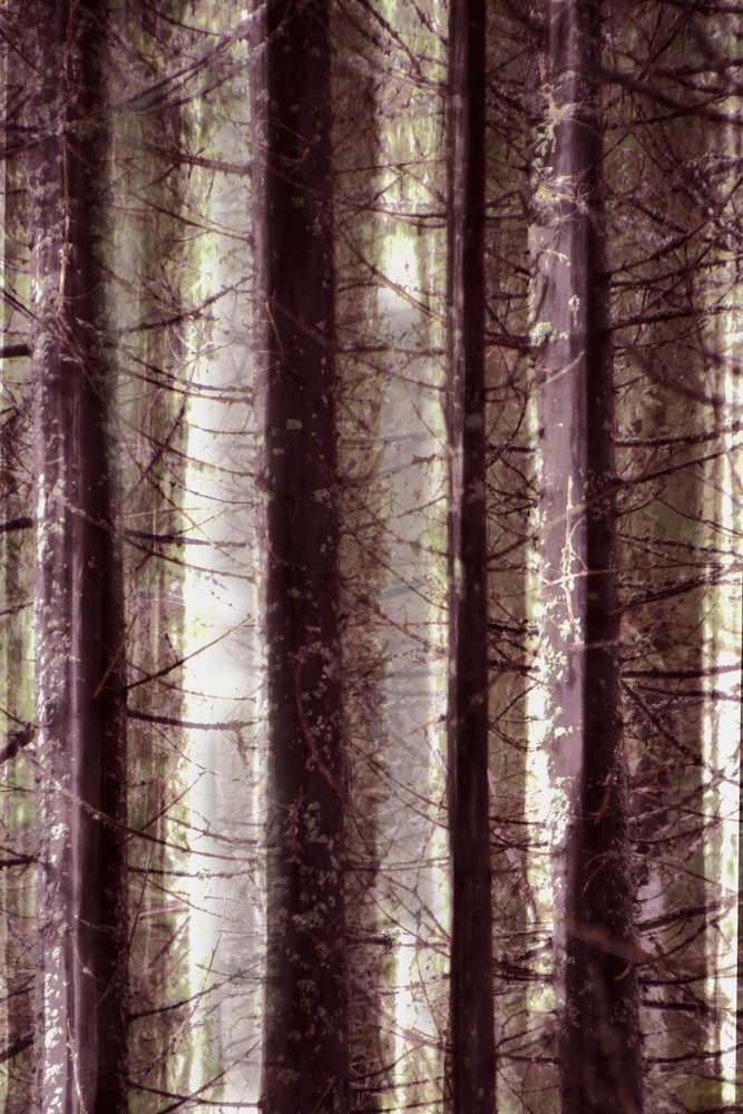 Lumière de la forêt éthérée - Christina Sillen