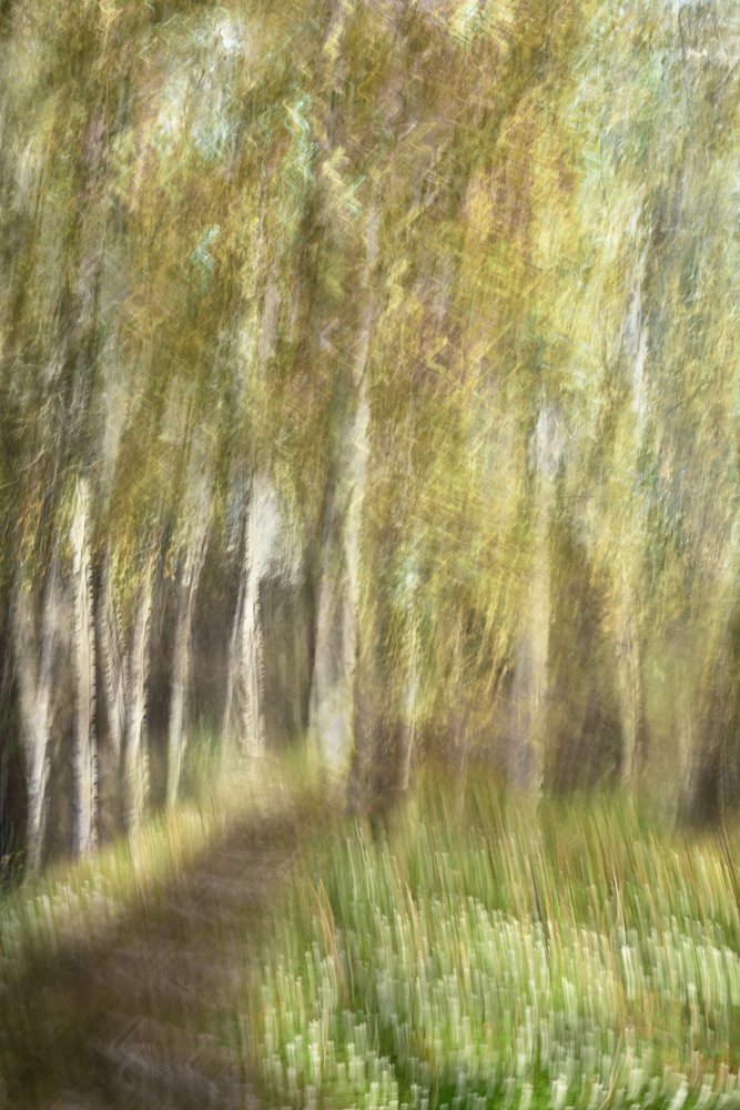 Promenade dans la forêt éthérée - Christina Sillen