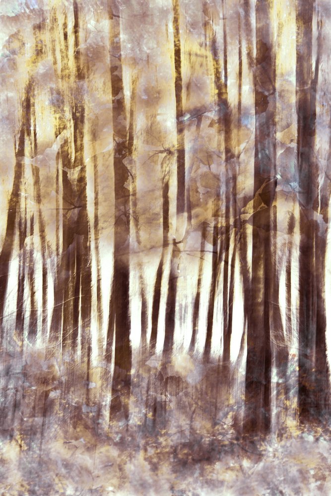 Forêt hivernale éthérée - Christina Sillen
