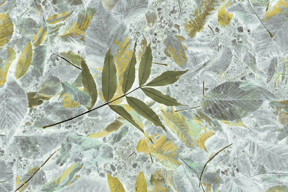 Feuilles d