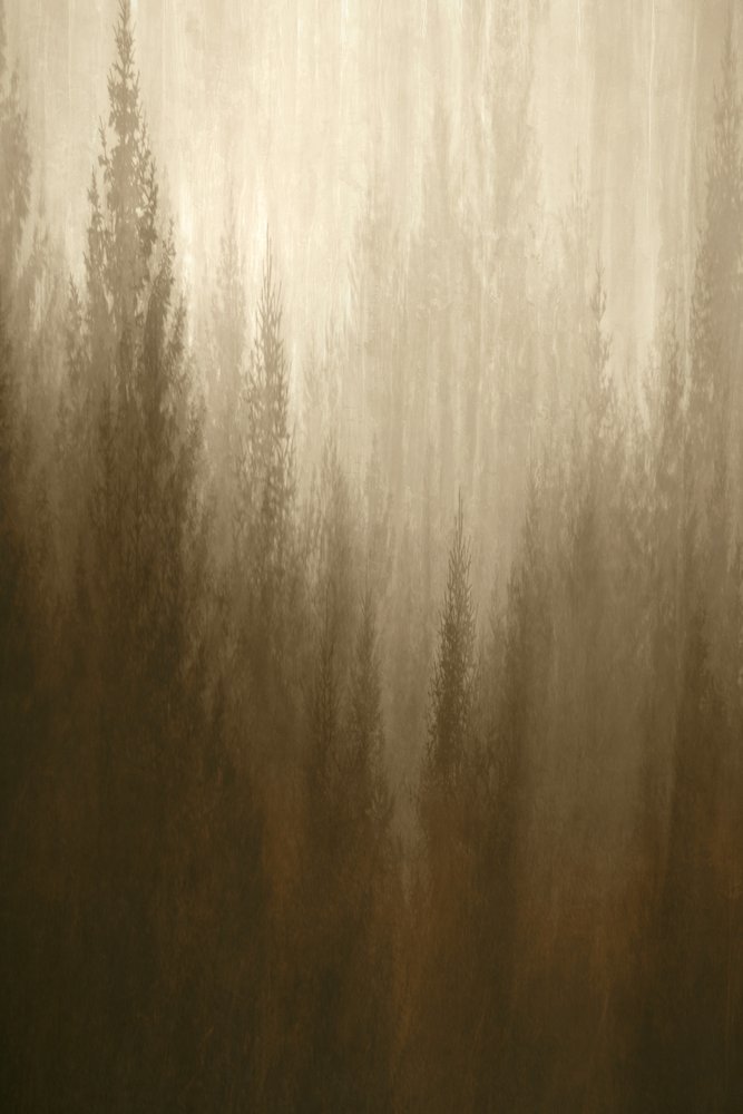 Brume forestière - Christina Sillen