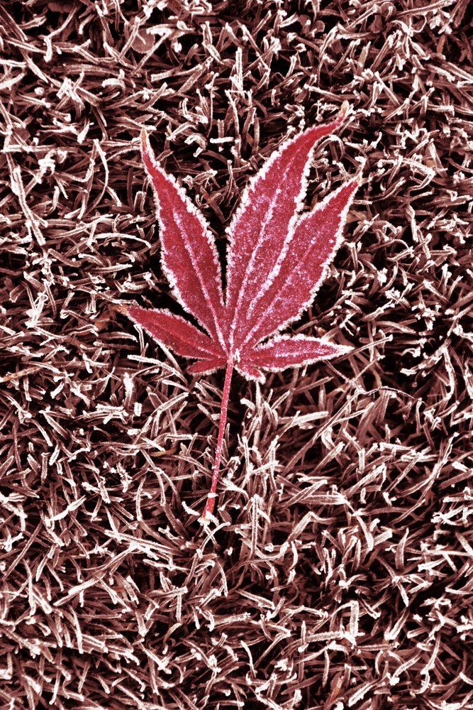 Feuille d