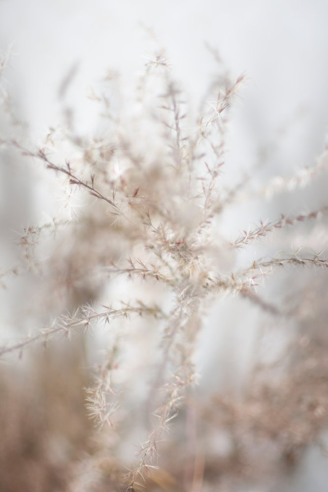 Plantes séchées délicates - Christina Sillen